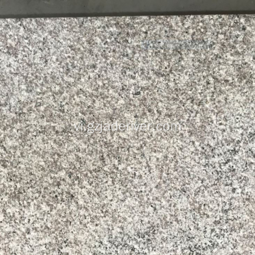 Tôm đá granite đỏ đang giảm giá